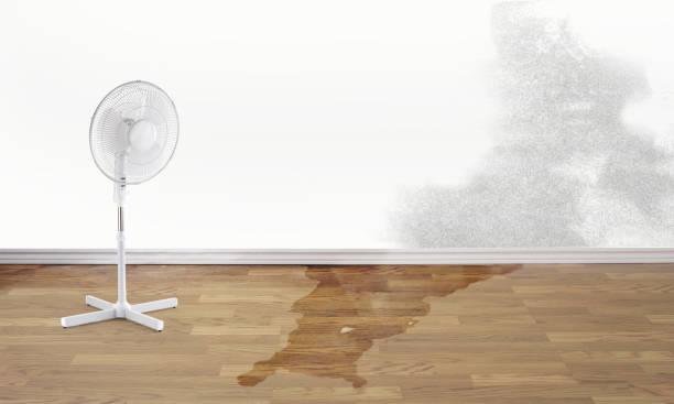 Best Ceiling water damage repair  in Mount Zion, IL